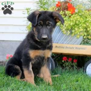 Rhea, German Shepherd Puppy
