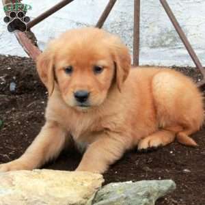 Rhea, Golden Retriever Puppy