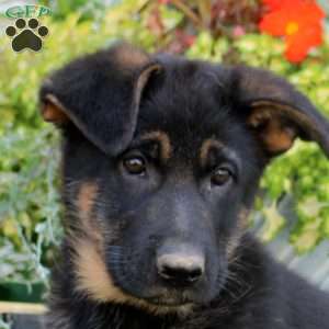 Rhea, German Shepherd Puppy