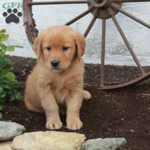 Rhea, Golden Retriever Puppy