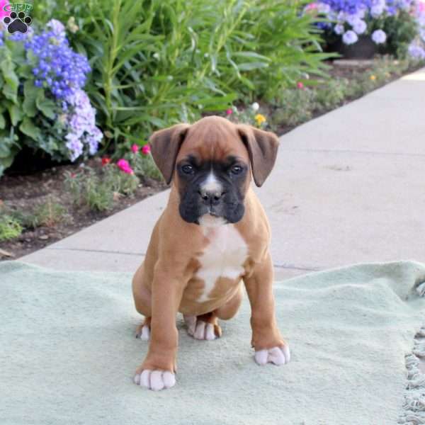 Rhett, Boxer Puppy