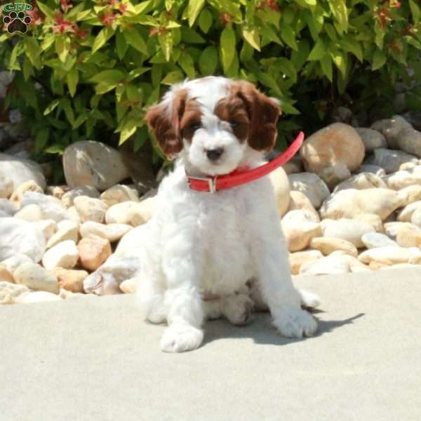 Rhoda, Cavapoo Puppy