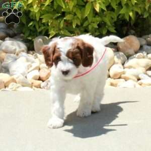 Rhoda, Cavapoo Puppy