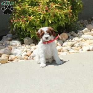 Rhoda, Cavapoo Puppy