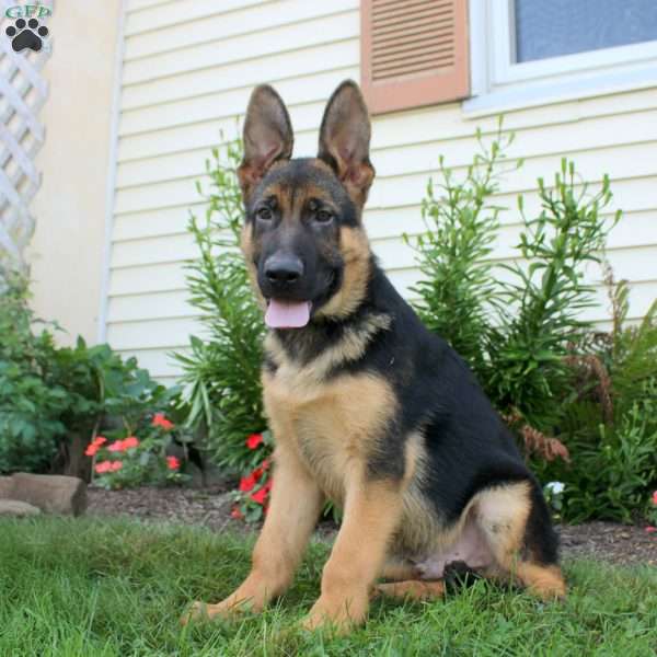 Rhys, German Shepherd Puppy