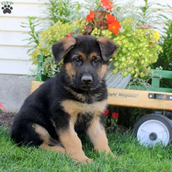 Rhys, German Shepherd Puppy