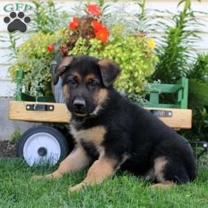 Rhys, German Shepherd Puppy