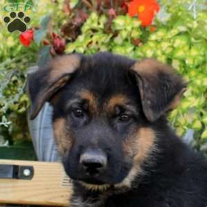 Rhys, German Shepherd Puppy