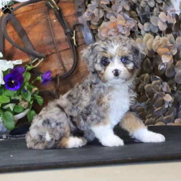 Rianna, Miniature Poodle Mix Puppy