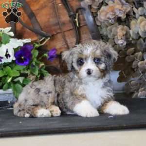 Rianna, Miniature Poodle Mix Puppy