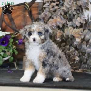 Rianna, Miniature Poodle Mix Puppy