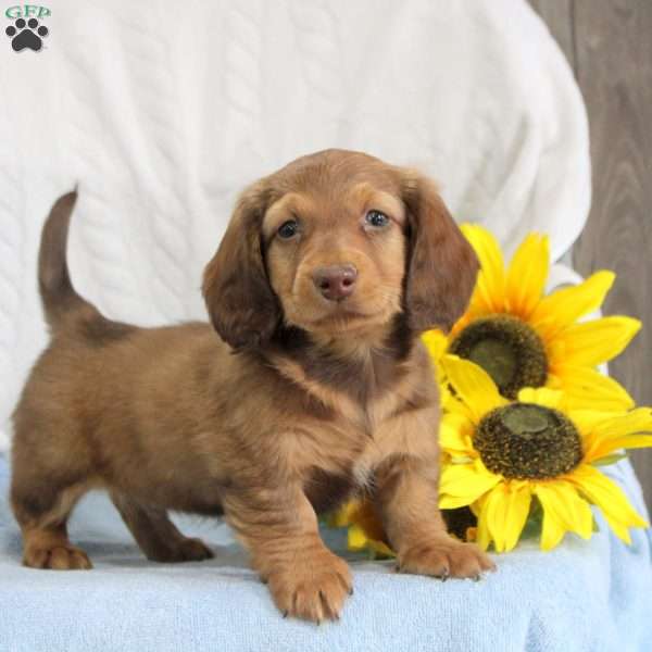 Ricky, Dachshund Puppy