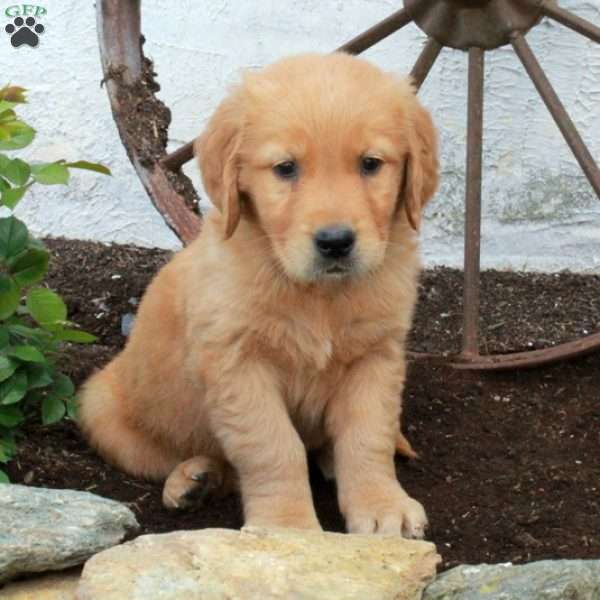 Ricky, Golden Retriever Puppy