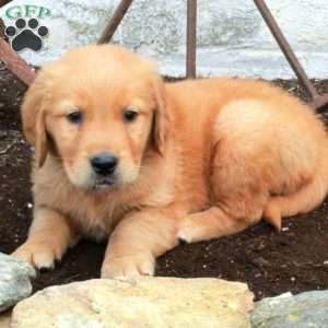 Ricky, Golden Retriever Puppy