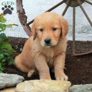Ricky, Golden Retriever Puppy