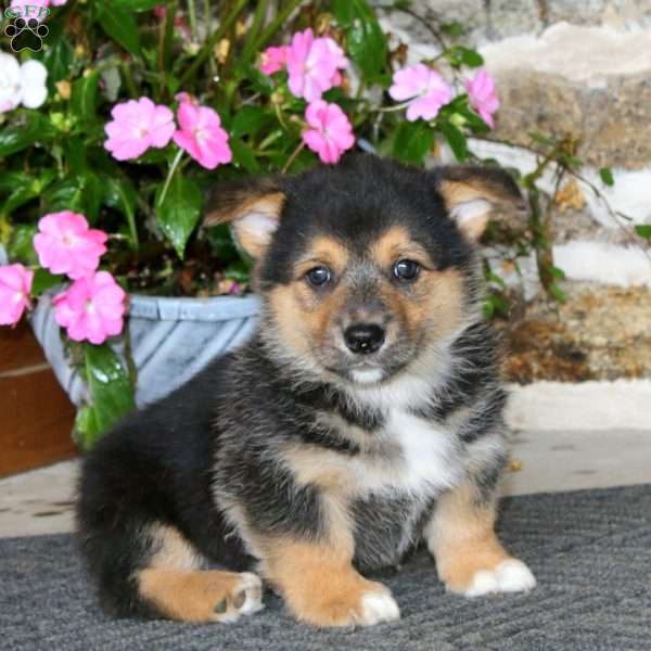 Ricky, Pembroke Welsh Corgi Puppy