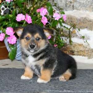Ricky, Pembroke Welsh Corgi Puppy