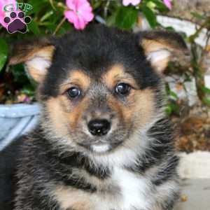 Ricky, Pembroke Welsh Corgi Puppy