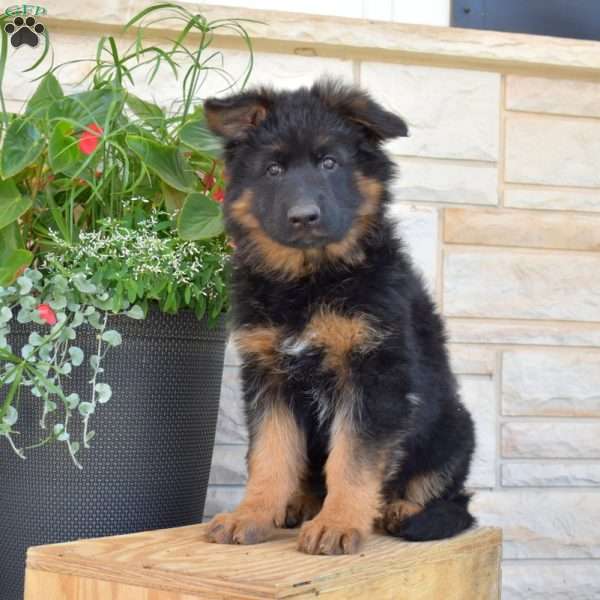 Riley, German Shepherd Puppy