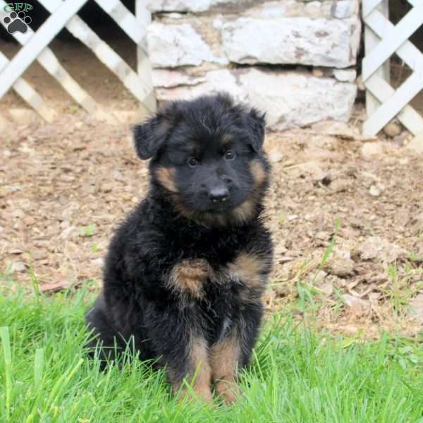 Riley, German Shepherd Puppy