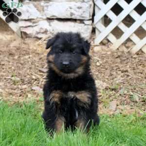 Riley, German Shepherd Puppy