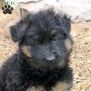 Riley, German Shepherd Puppy