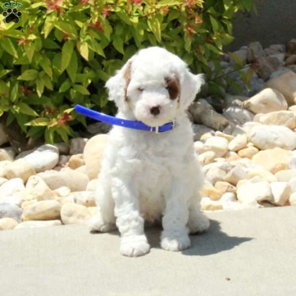 Riley, Cavapoo Puppy