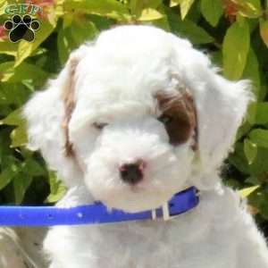 Riley, Cavapoo Puppy