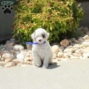 Riley, Cavapoo Puppy