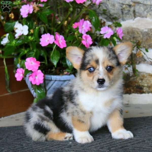 Riley, Pembroke Welsh Corgi Puppy