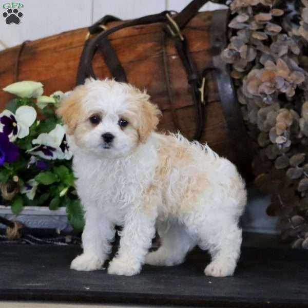 Riley, Miniature Poodle Mix Puppy