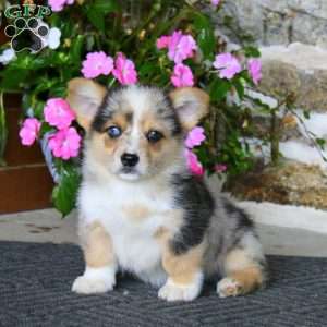 Riley, Pembroke Welsh Corgi Puppy