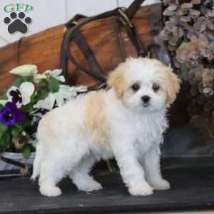 Riley, Miniature Poodle Mix Puppy