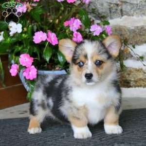 Riley, Pembroke Welsh Corgi Puppy