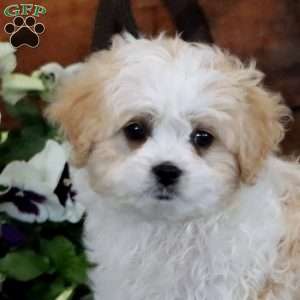 Riley, Miniature Poodle Mix Puppy