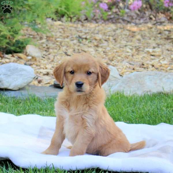 Ringo, Golden Retriever Puppy