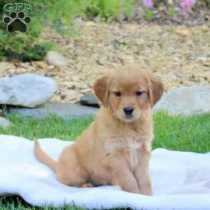 Ringo, Golden Retriever Puppy