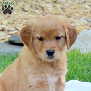 Ringo, Golden Retriever Puppy