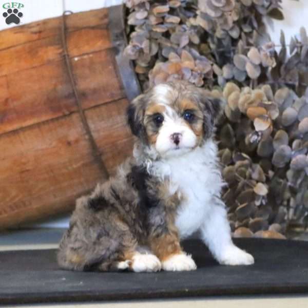 Ripple, Miniature Poodle Mix Puppy