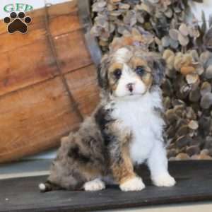 Ripple, Miniature Poodle Mix Puppy