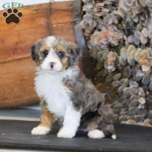 Ripple, Miniature Poodle Mix Puppy