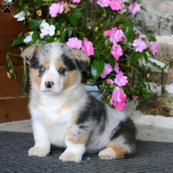 Ripple, Pembroke Welsh Corgi Puppy