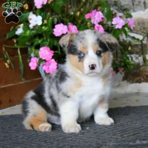 Ripple, Pembroke Welsh Corgi Puppy
