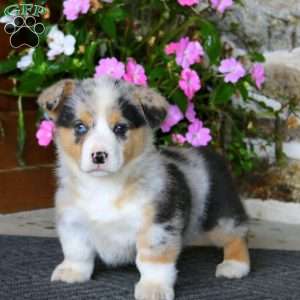 Ripple, Pembroke Welsh Corgi Puppy