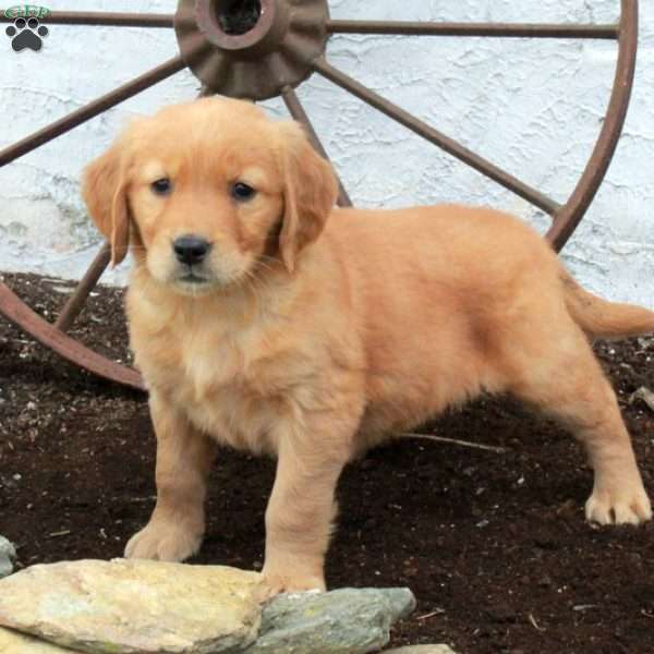 Rita, Golden Retriever Puppy
