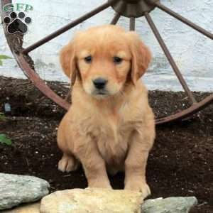 Rita, Golden Retriever Puppy