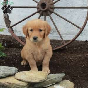 Rita, Golden Retriever Puppy
