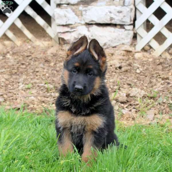 River, German Shepherd Puppy