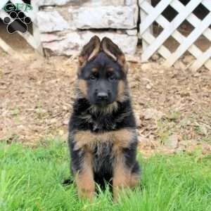 River, German Shepherd Puppy