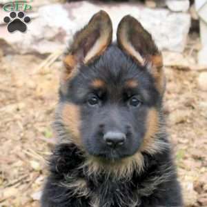 River, German Shepherd Puppy